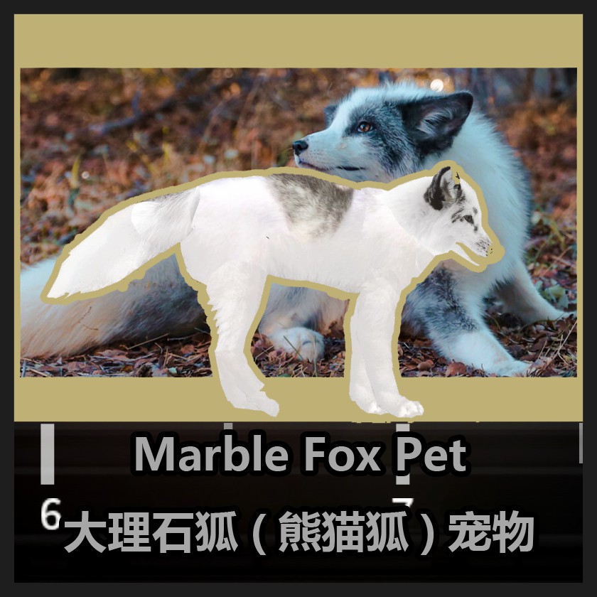 宠物大理石狐Marble Fox Pet