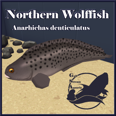 Gulf Stream Aquaria - Northern Wolffish