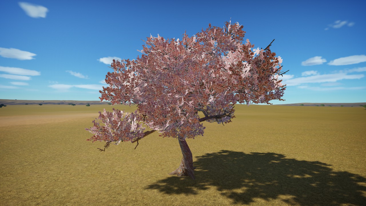 Cherry Blossoms petals