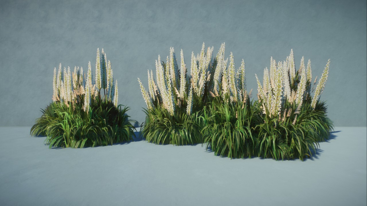 Robustus' Pampas Grass