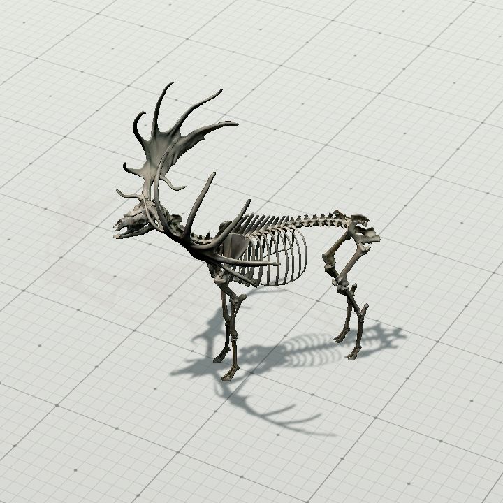 Skeleton, Giant Deer