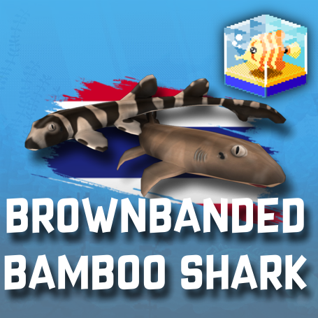 Brownbanded Bamboo Shark Pack