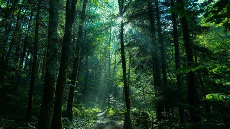 forest