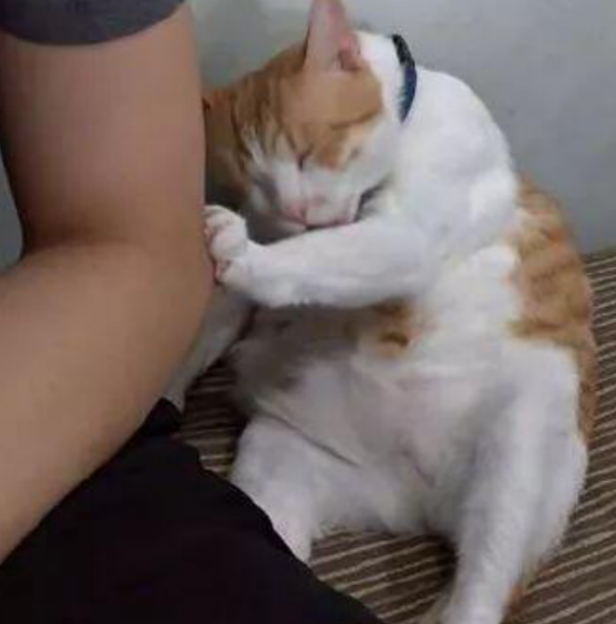 自用先天气运【大猫