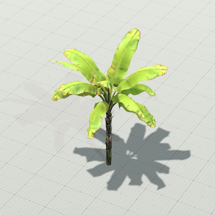 Banana Plant