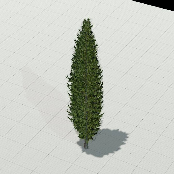Mediterranean Cypress