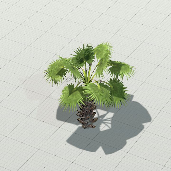 Mexican Fan Palm (Young)