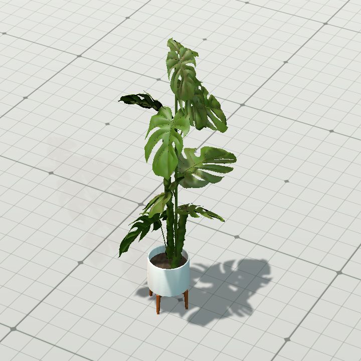 Potted Monstera