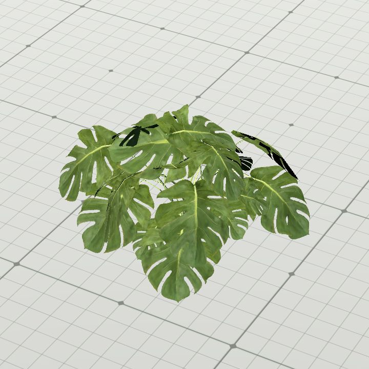 Tropical Plant (Monstera)