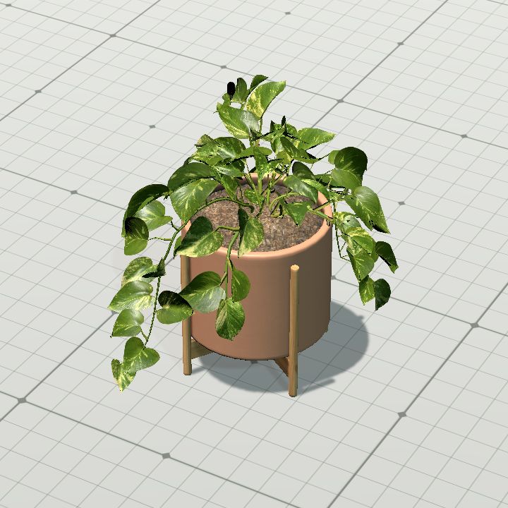 Potted Money Plant