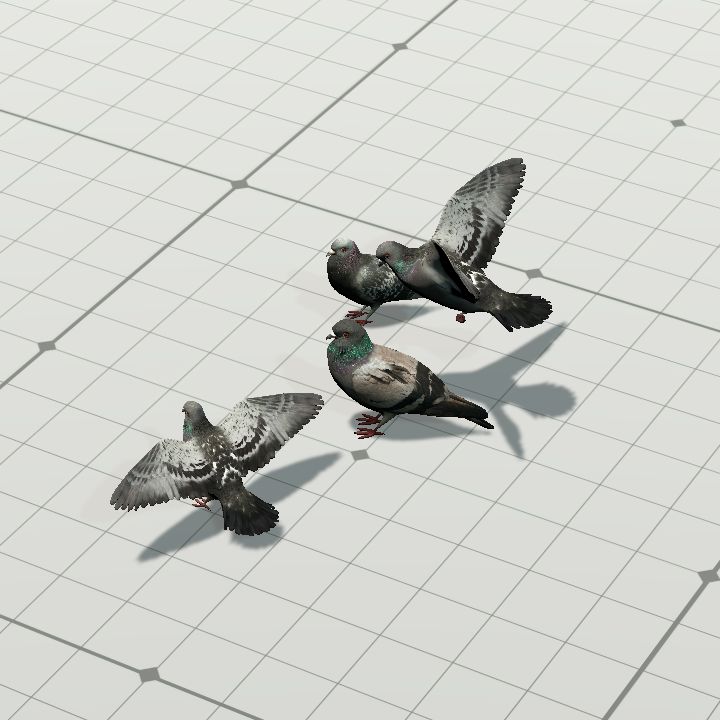 Pigeon Flock