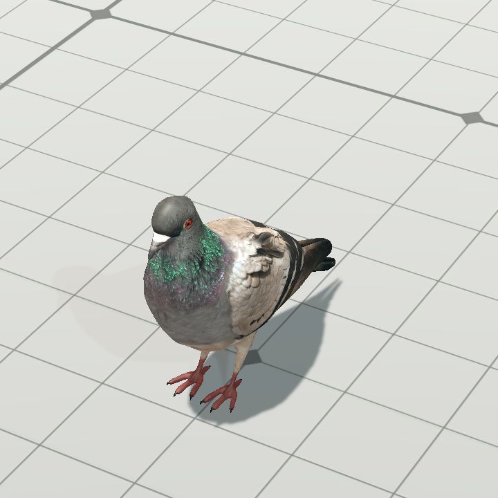 Pigeon #1