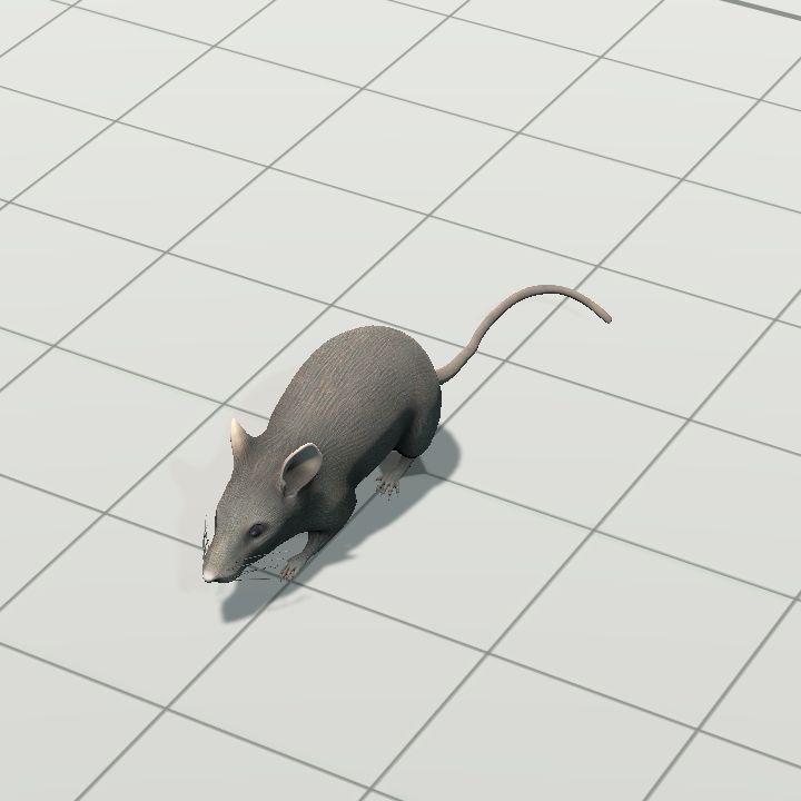 Rat (animated)