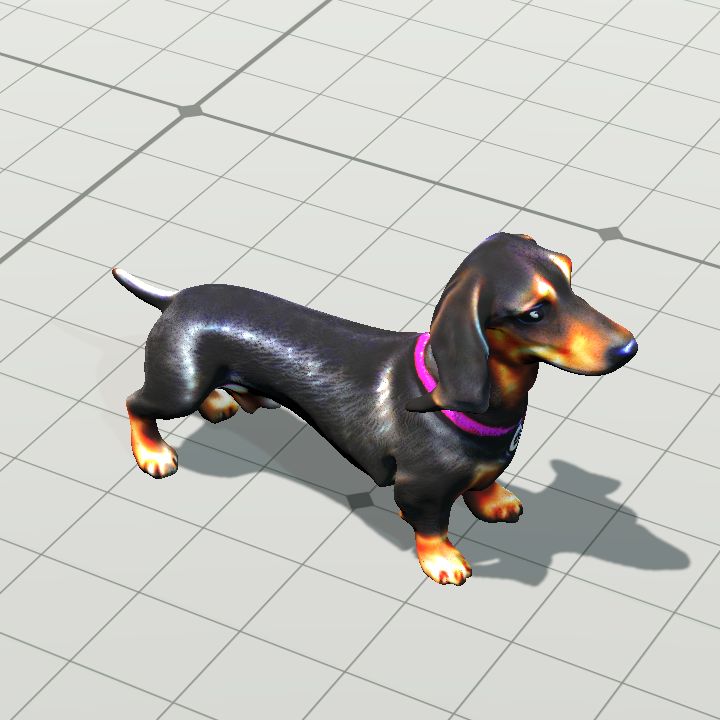 Dachshund