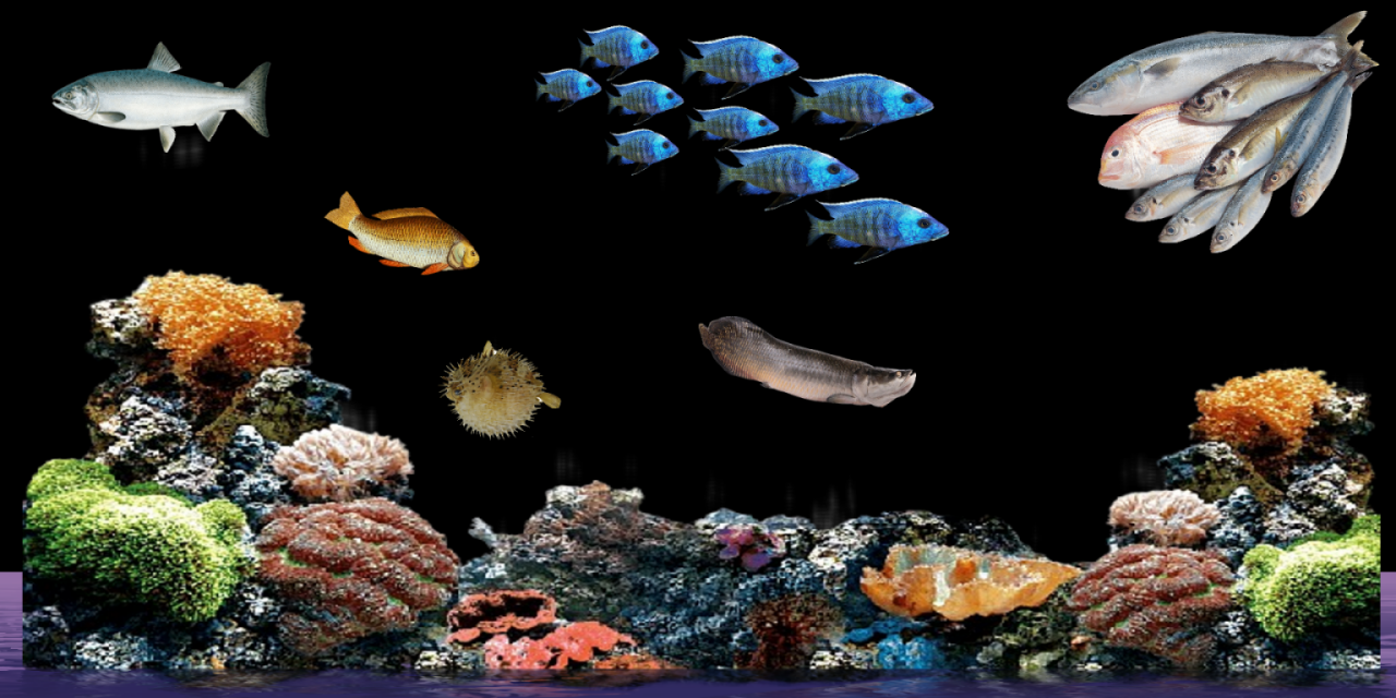 THe Fish