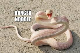 Danger Noodles (Continued)