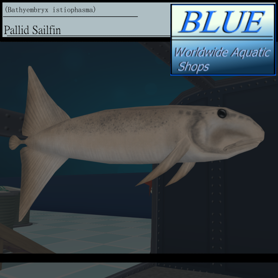 BLUE - Pallid Sailfin