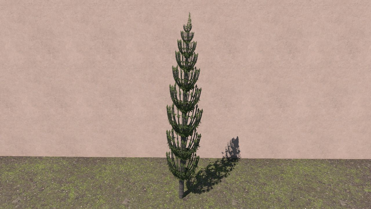 Calamitina tall