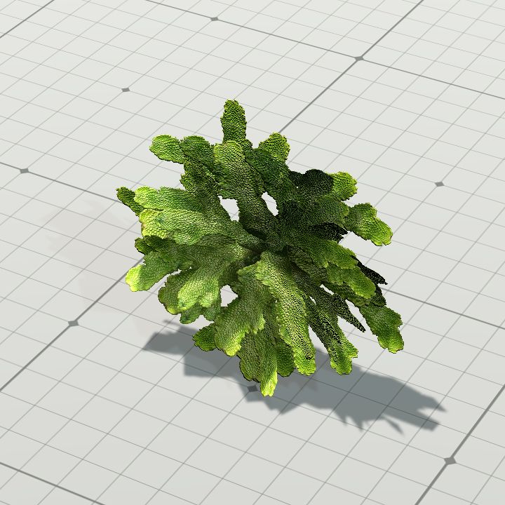 Moss Lichen 90degree