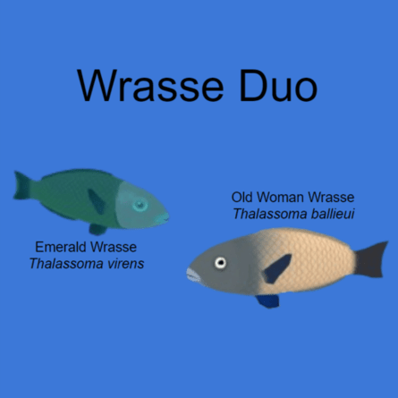 Wrasse Duo