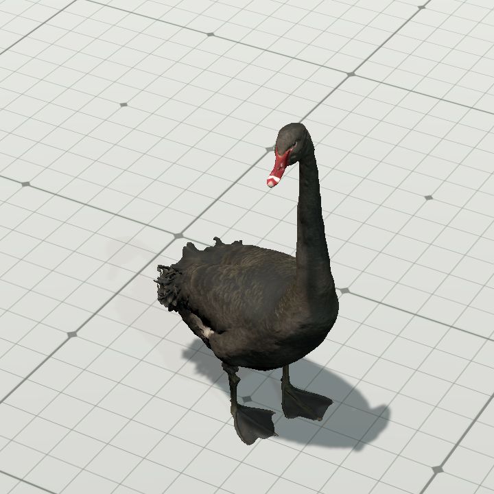 Swan, Black