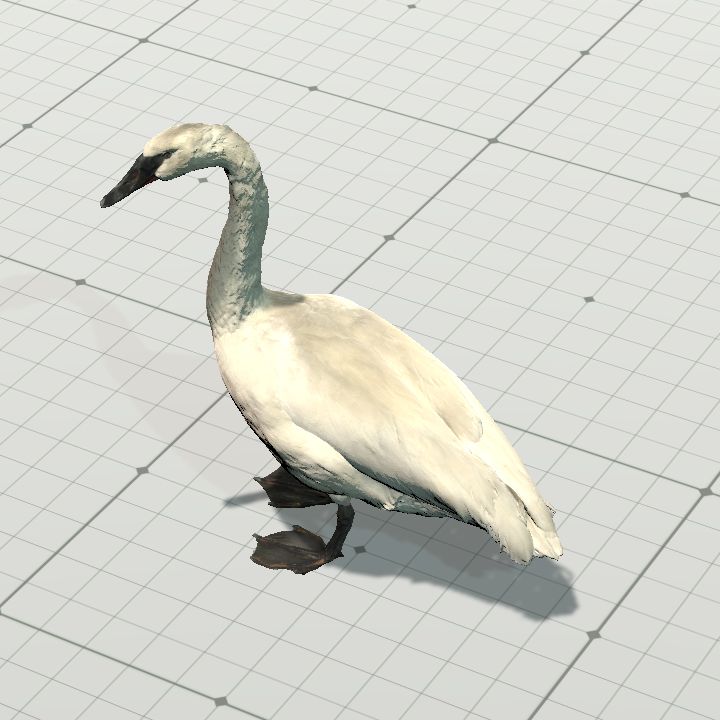 Swan, Trumpeter