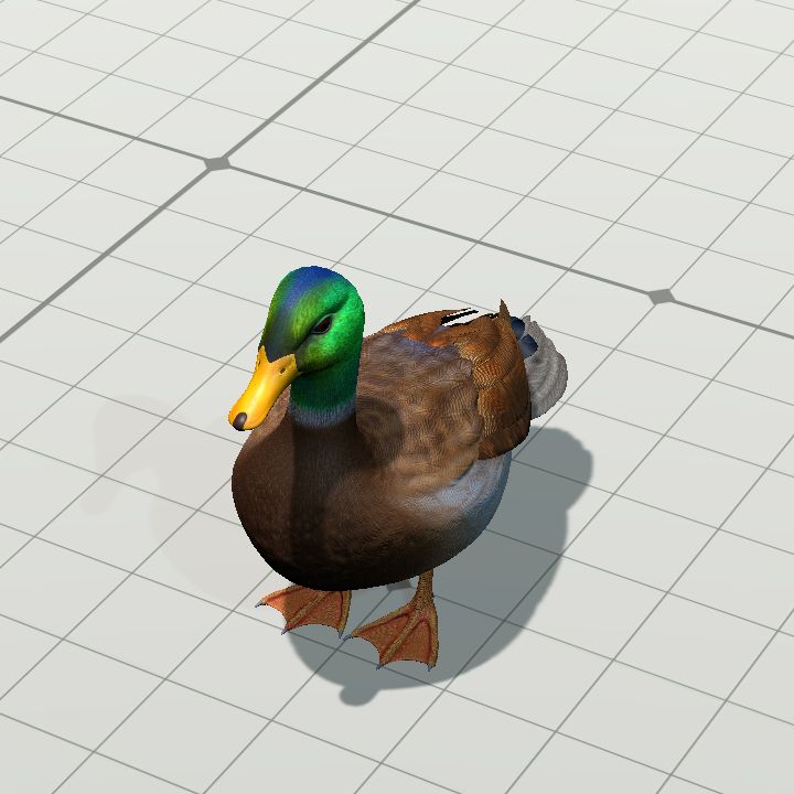 A Duck!