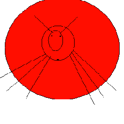 Ansoids