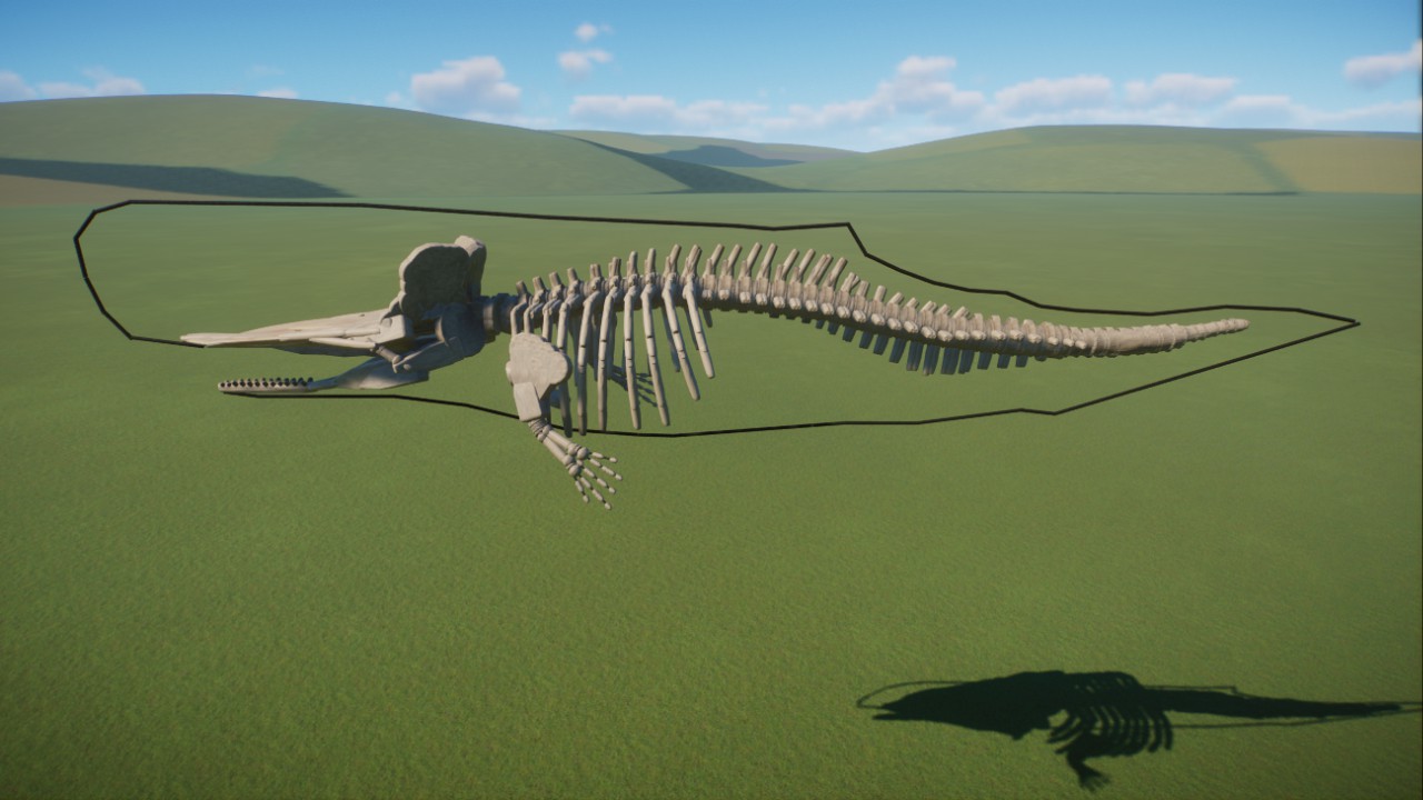 Spermwhale skeleton