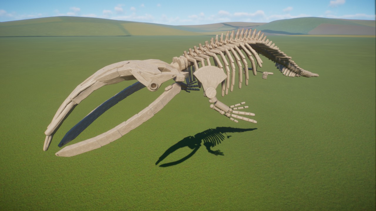 Right whale skeleton