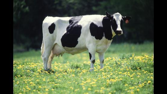 Cow – Counter-Strike 2 Mod