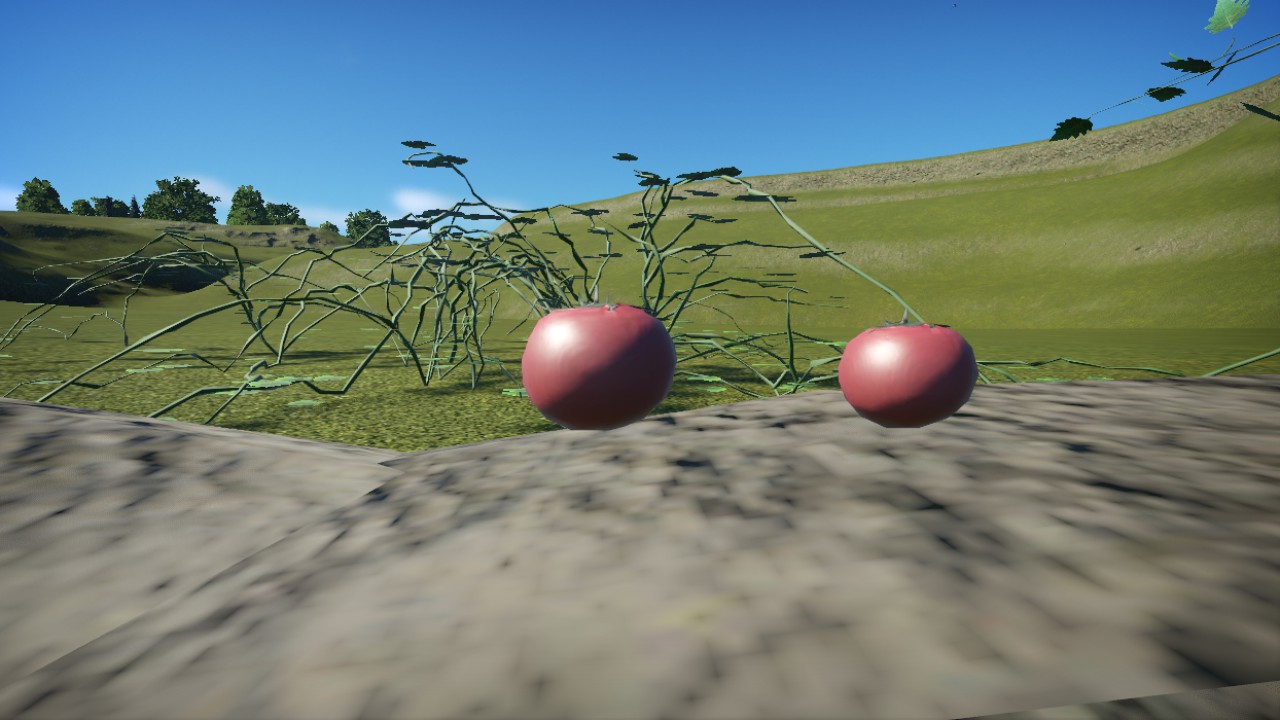 Large Tomato