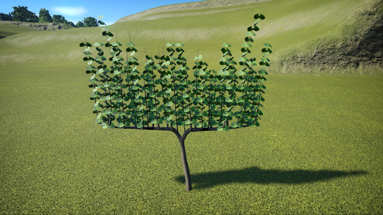 Grape Vine Crop