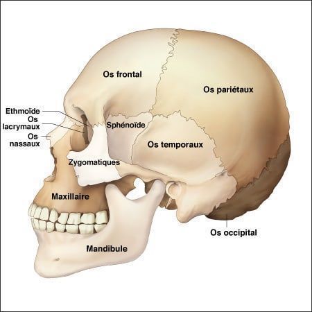 Head Bone