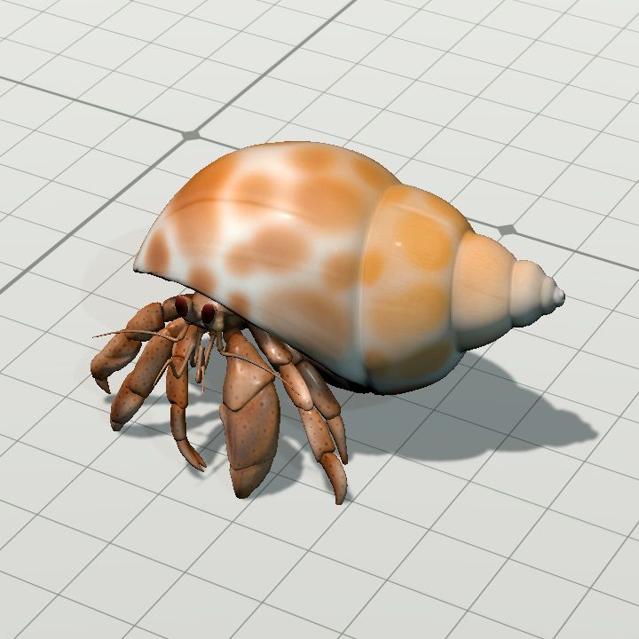 hermit_crab