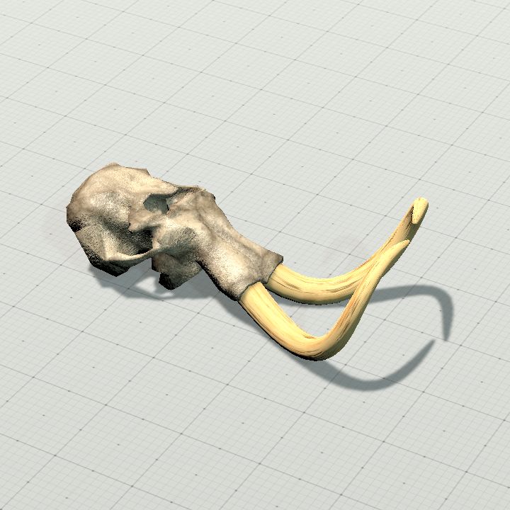 mammoth Skull
