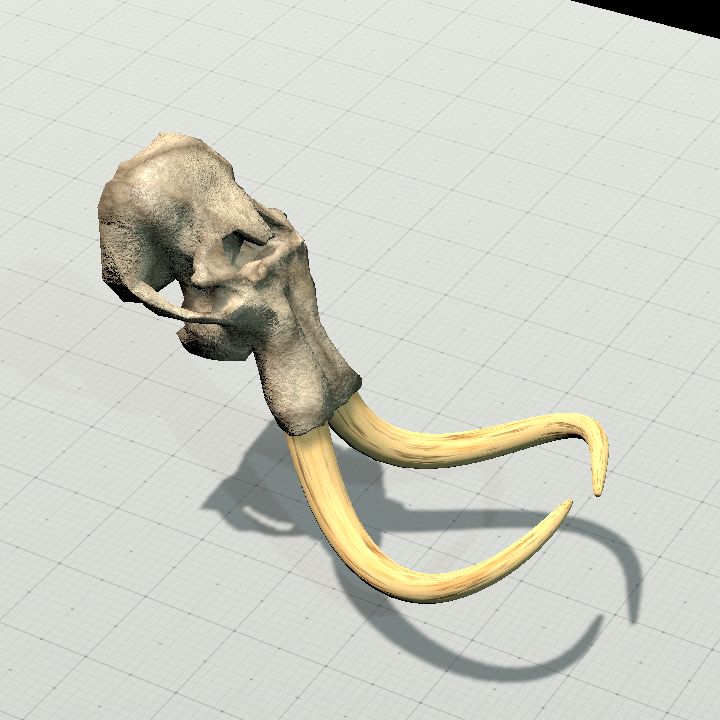 Mammoth Skull - Tilted