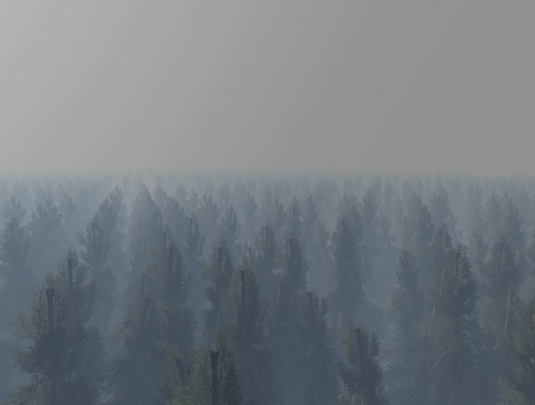 SILENT FOREST