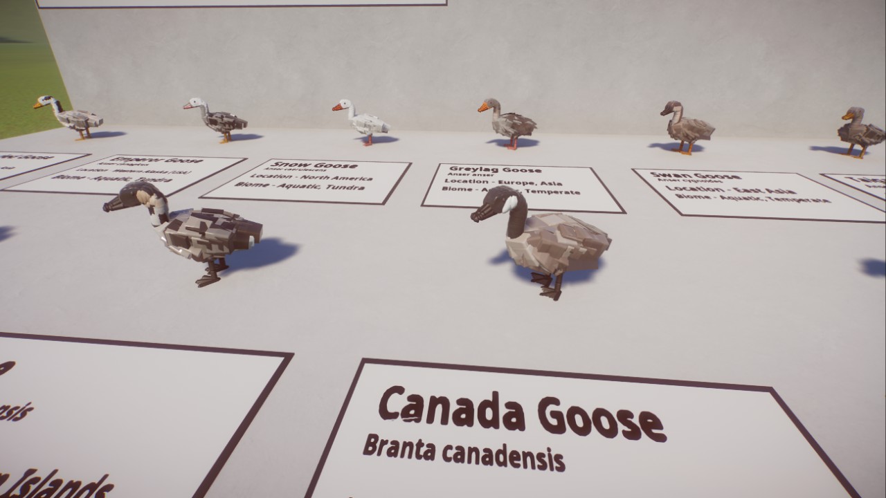 Geese - Birds of the World