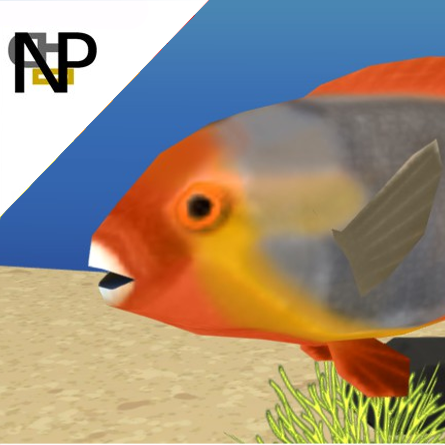 Nerdy Penguin Aquatics - Mediterranean Parrotfish
