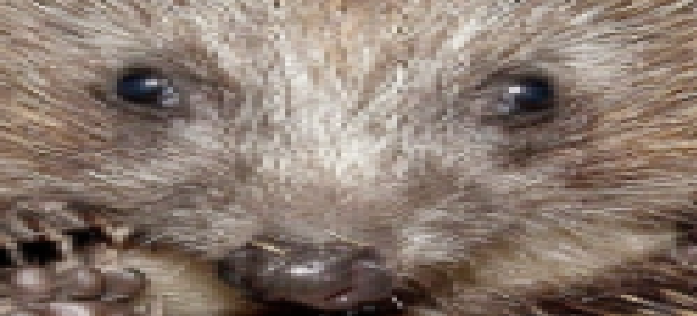 orenlox