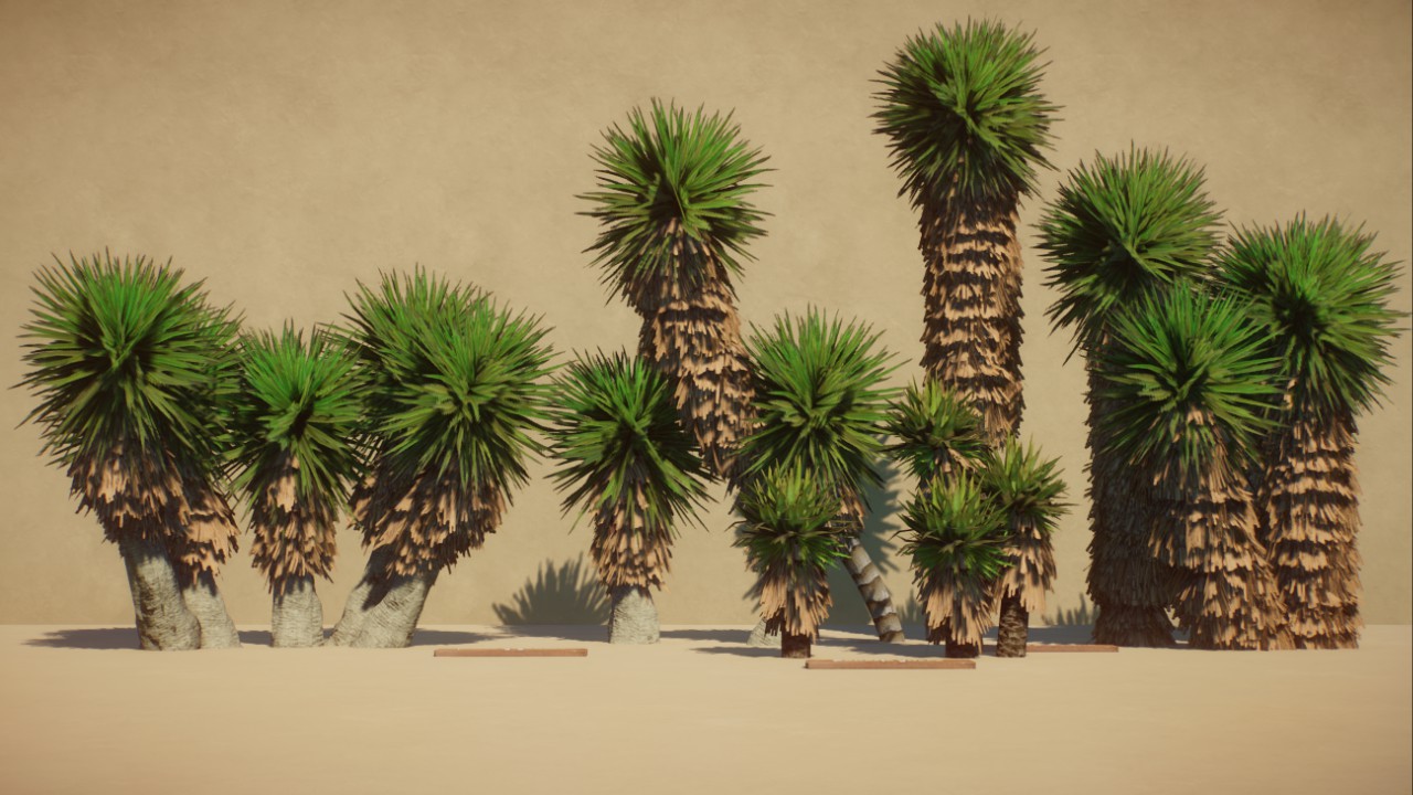 Robustus' Yuccas