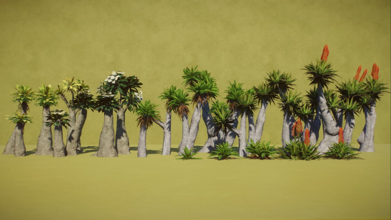 Robustus' Aloes and Pachypodium