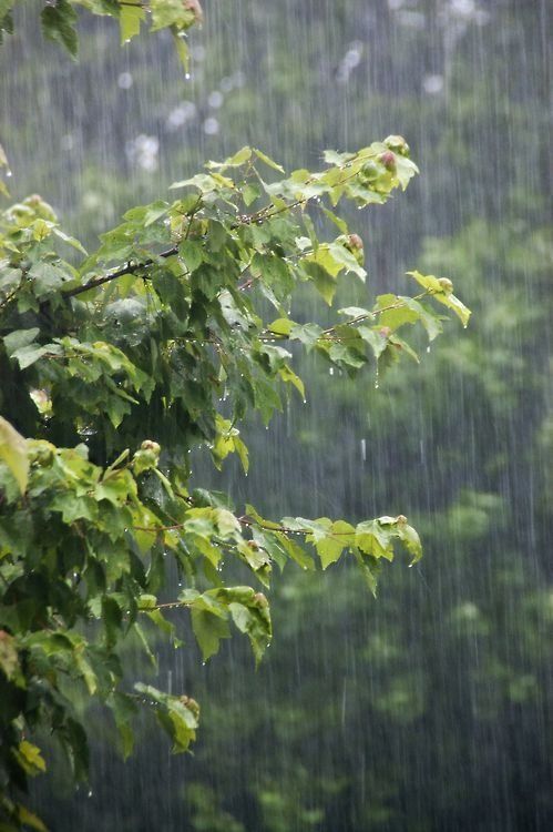 trees rain