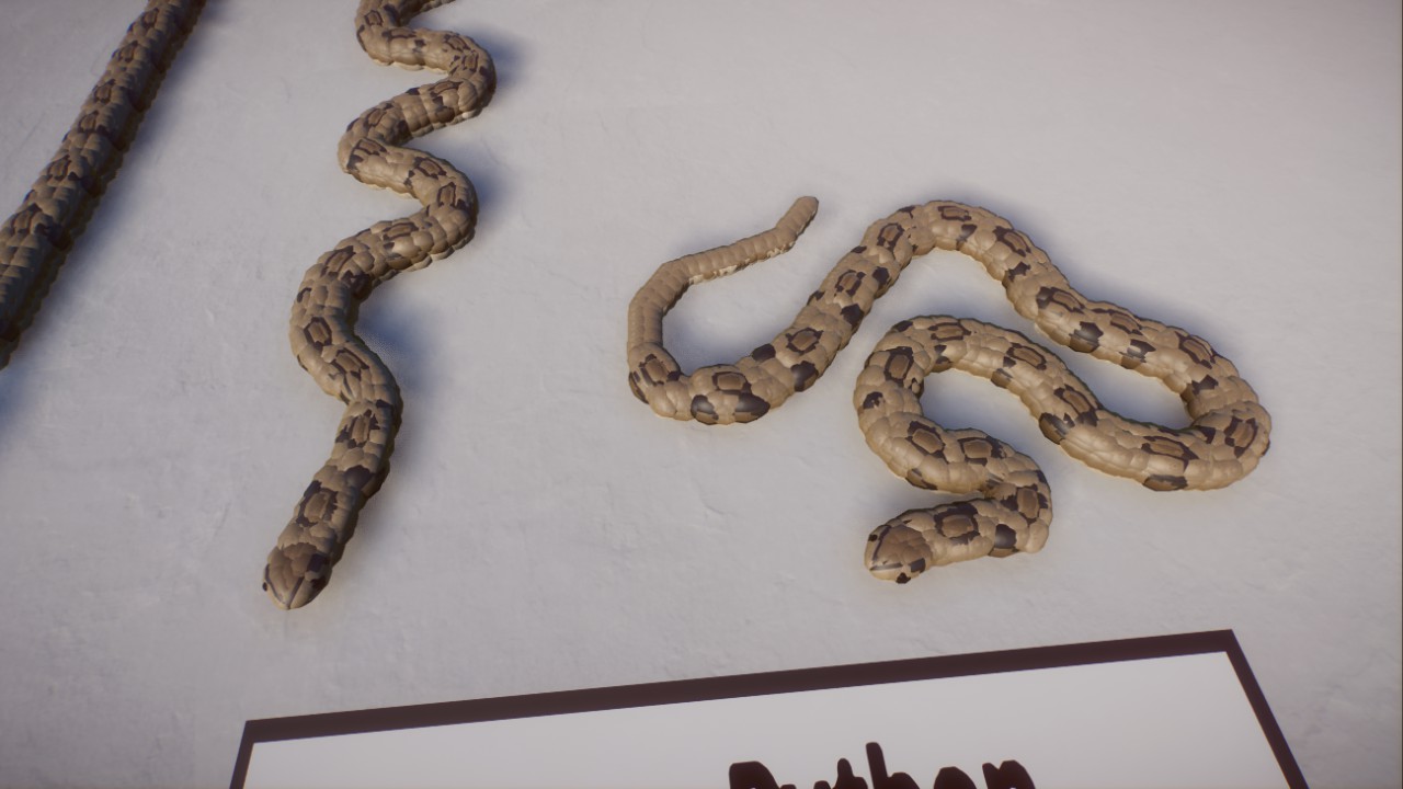 Burmese Python - Static Reptiles