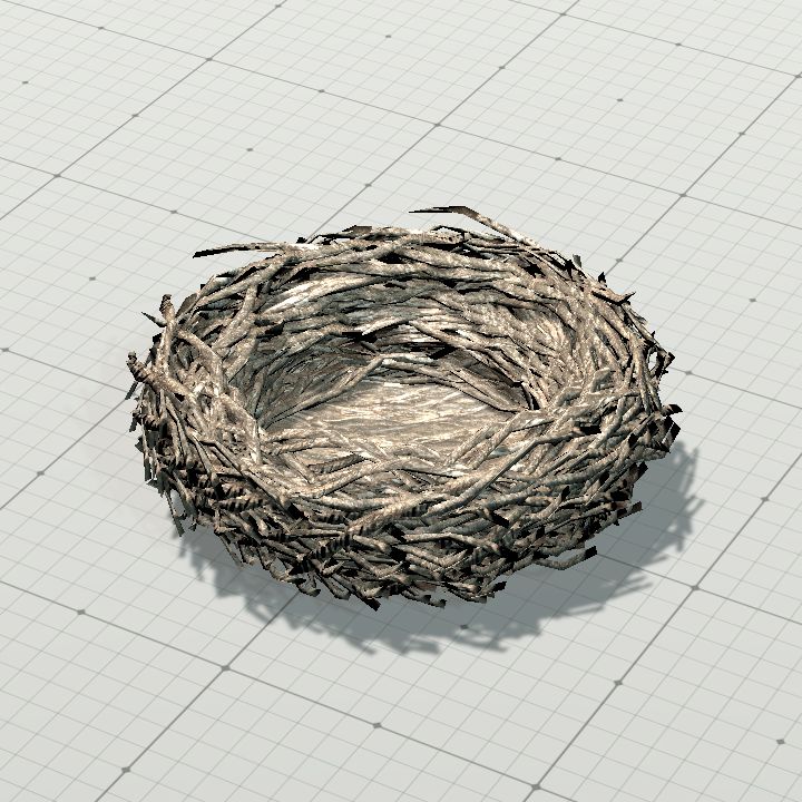 Bird Nest
