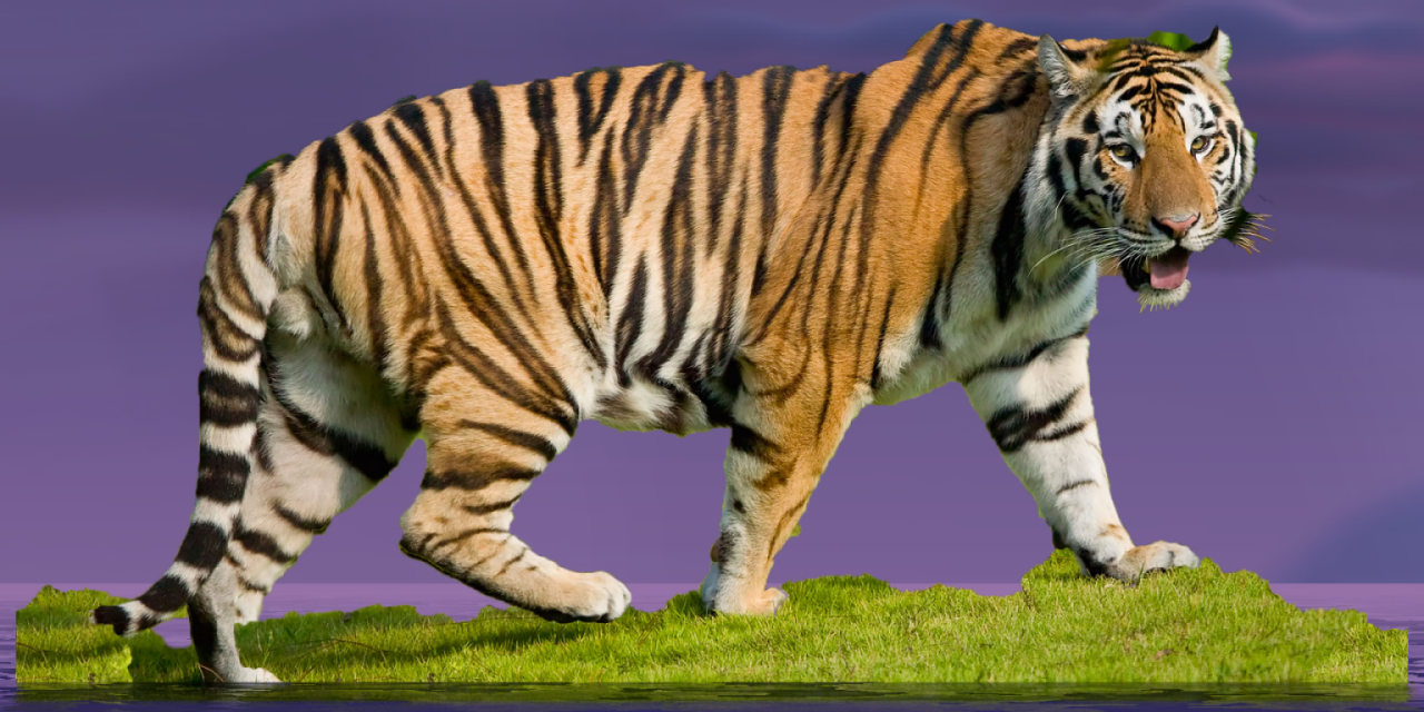 Tiger