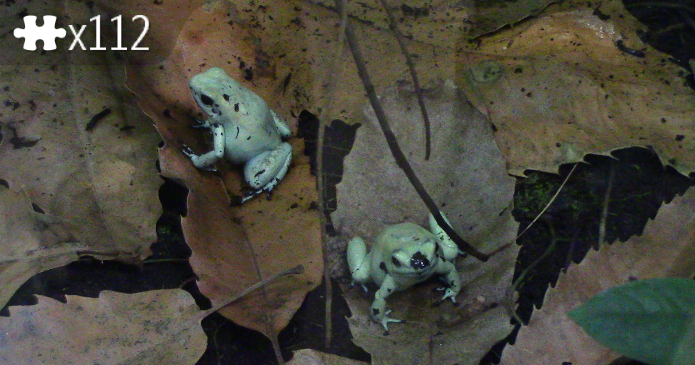 Frogs at Durrell Zoo
