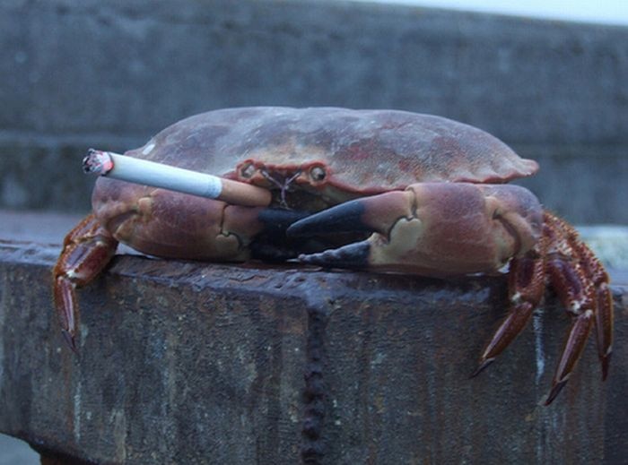 Crab holding a cigarette