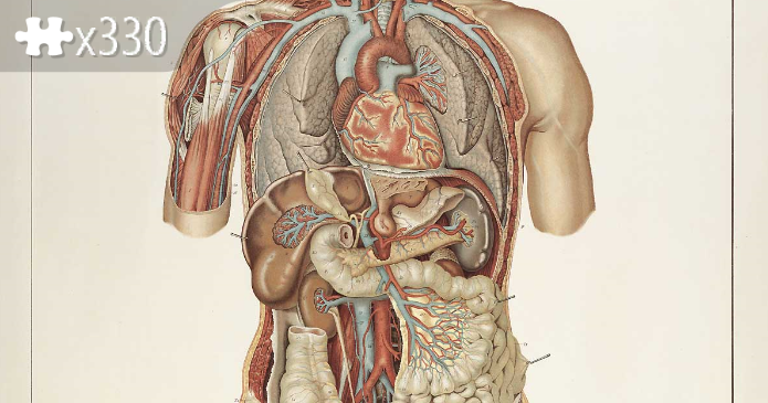 Laskowski Anatomie